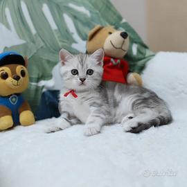 Gattina British shorthair dolcissima scottish