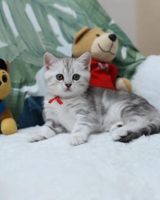 Gattina British shorthair dolcissima scottish