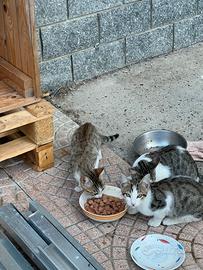 Gattini di 5 mesi