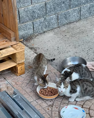 Gattini di 5 mesi