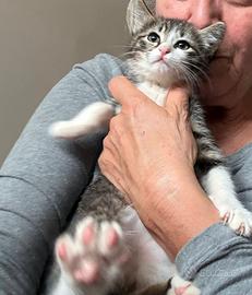 Moon gattina 2 mesi