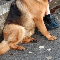 Pastore tedesco per monta