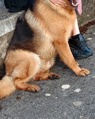 Pastore tedesco per monta