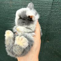 Coniglio nano ariete mini lop