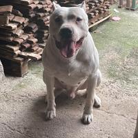 Dogo Argentino Per Monta