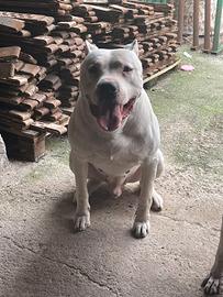 Dogo Argentino Per Monta
