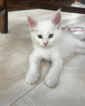 Maine coon femmina