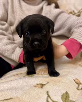 Labrador retriver padre linea abiron cast