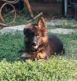 Cucciolo pastore tedesco pelo lungo