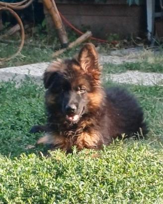 Cucciolo pastore tedesco pelo lungo