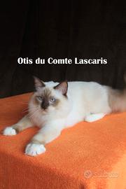 OTIS cucciolo ragdoll con pedigree