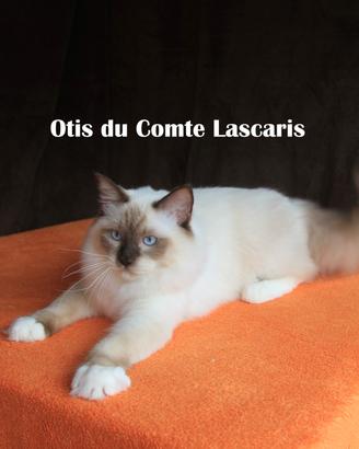 OTIS cucciolo ragdoll con pedigree
