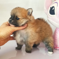 Volpino Spitz nano di Pomerania