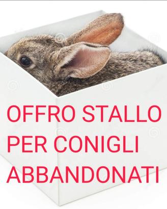 Stallo per conigli abbandonati
