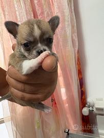 Cucciola Chihuahua pelo corto fulvo carbonato
