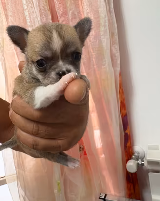 Cucciola Chihuahua pelo corto fulvo carbonato