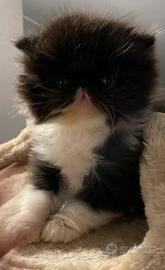 Gattini Persiani