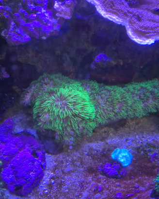Corallo briarenum