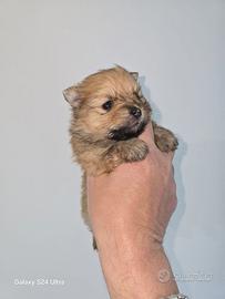 Toy Spitz tedesco nano pomerania pedigree