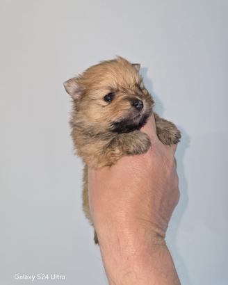 Toy Spitz tedesco nano pomerania pedigree
