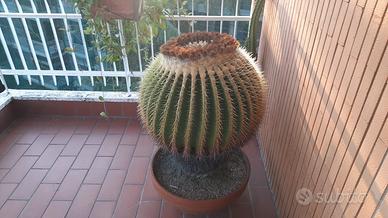 Cactus
