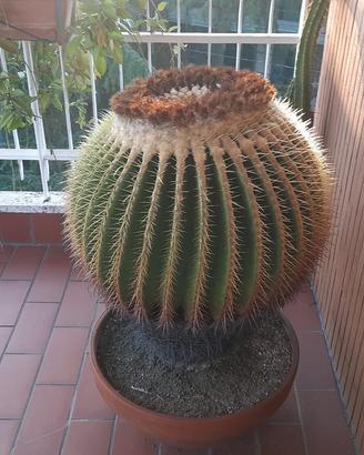 Cactus