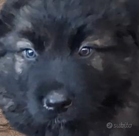 Cuccioli pastore caucaso