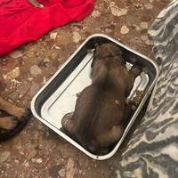 Cagnolini Corso con pedigree