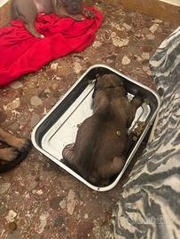 Cagnolini Corso con pedigree