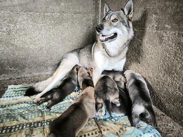 Cuccioli di lupo cecoslovacco