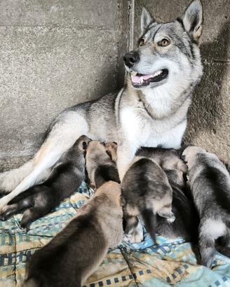 Cuccioli di lupo cecoslovacco