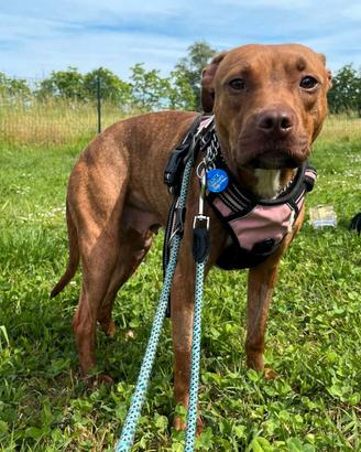 ALMA  PIT BULL