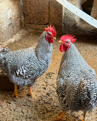 Gallo Amrock