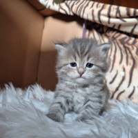 Cuccioli di razza siberiano