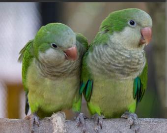 Coppia di Parrocchetto monaco