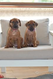 Cuccioli Rhodesian Ridgeback