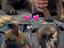 Immagine 5