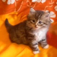 Cuccioli di gatto siberiano