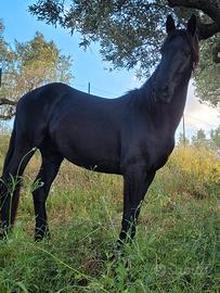 Cavallo frisone