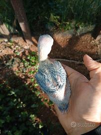 Parrocchetto dal collare