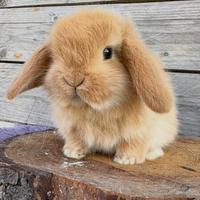 Coniglio Ariete nano fulvo