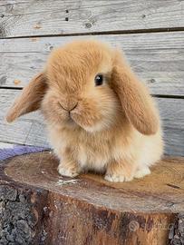 Coniglio Ariete nano fulvo