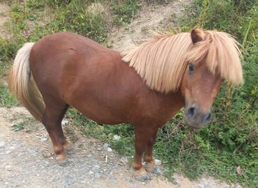 Mini Pony Shetland