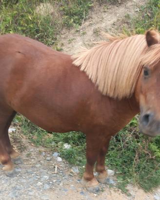 Mini Pony Shetland