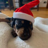 4 cuccioli di Pinscher