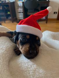 4 cuccioli di Pinscher