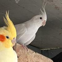 Kakariki e Calopsite