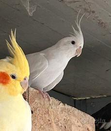 Kakariki e Calopsite