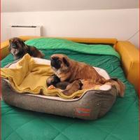 Cuccioli pechinesi Tibetan Spaniel