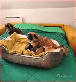 Cuccioli pechinesi Tibetan Spaniel